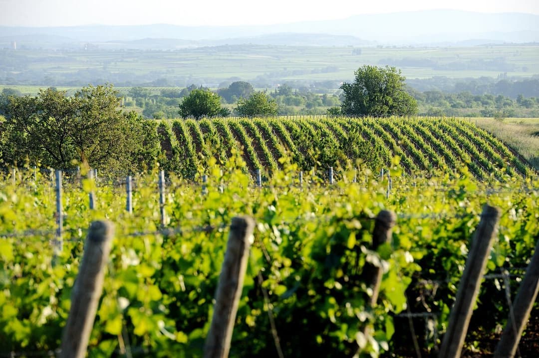 vignes-de-la-colombette